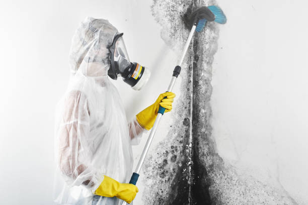 Best Industrial Mold Remediation  in Brocton, NY