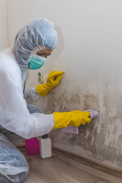 Best Environmental Consulting for Mold Prevention  in Brocton, NY
