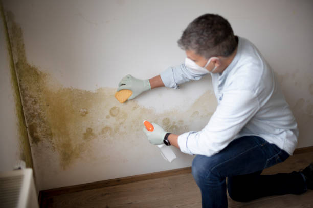 Best Crawl Space Mold Remediation  in Brocton, NY