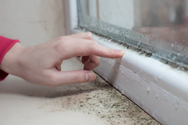 Best Basement Mold Removal  in Brocton, NY